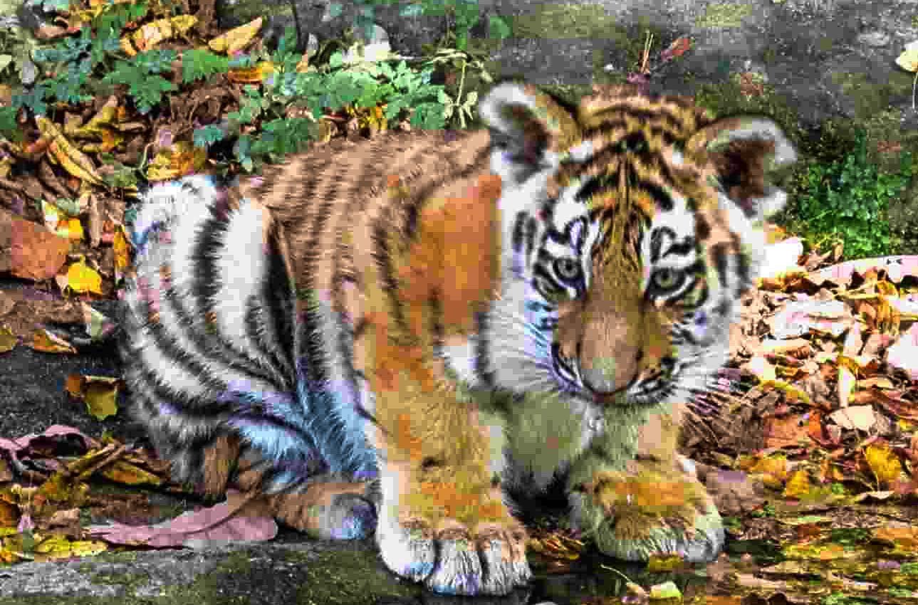 Baby Tiger